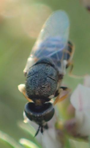 Nemotelus subuliginosus